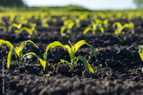 Green corn sprouts emerge from dark soil in a field during a sunny day in spring. The plants show new growth and vitality