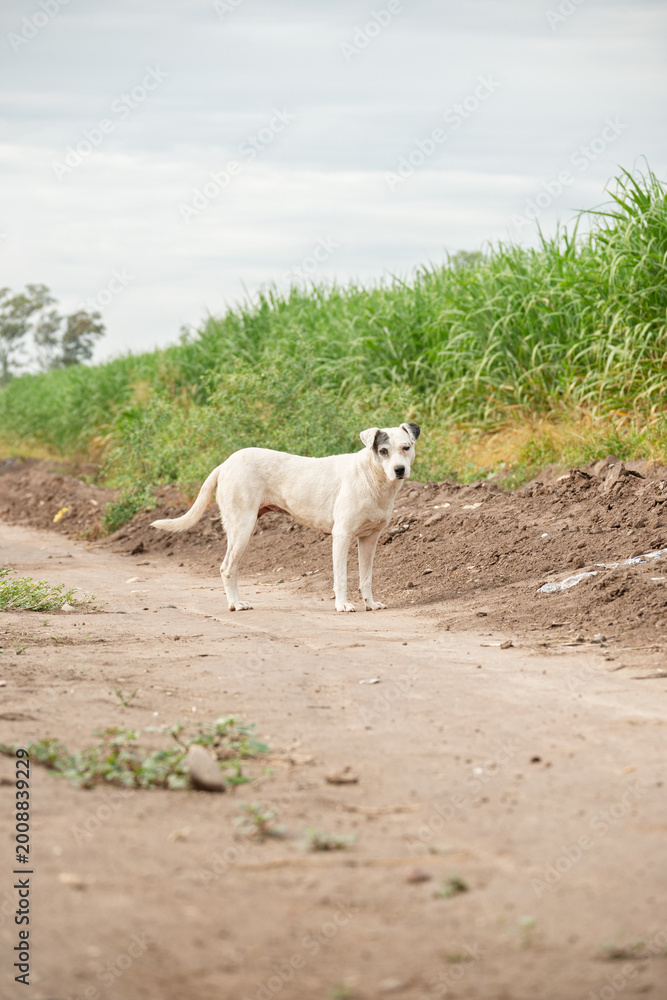Fototapeta premium Perro caminando en camino rural con vegetación, reflejando vida cotidiana y abandono animal en entorno natural