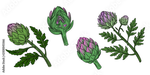 Bild auf Leinwand Hand-drawn illustration set artichoke in color