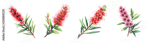 Foto Bottlebrush flower, Minimal yet artistic elements for creative designs