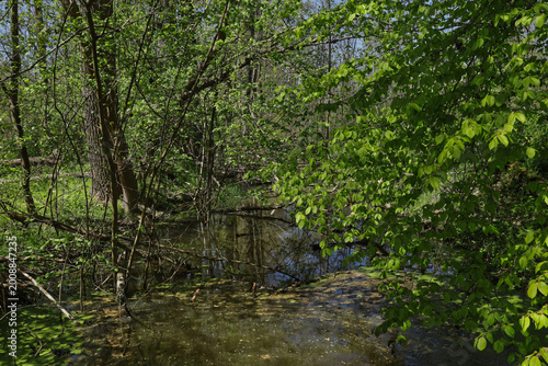 Sumpfige Wasserlachen mit grünen Wasserlinsen und Algen im naturbelassenen Auwald bei Frühlingssonne, Leipzig, Landkreis Leipzig, Sachsen, Deutschland