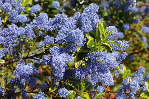 Ceanothus impressus Lemon and Lime. Bright blue flowers bloom and variegated leaves in a garden during spring season
