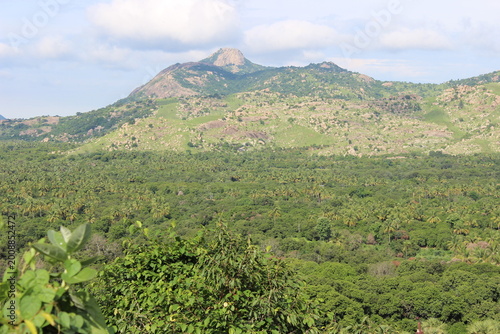 Photography Magnificent view of forest diversity in Telangana of India