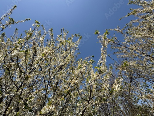 Fotografie Low-angle view of Prunus Americana slender branches covered in dense white blossoms stretching towards a clear, deep blue sky