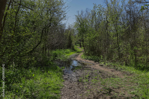 Idyllischer Waldweg durch den frühlingshaften Auwald mit frischem Bärlauchbewuchs und sonnigen Lichtspots, Reitweg Burgaue, Leipzig, Freistaat Sachsen, Deutschland