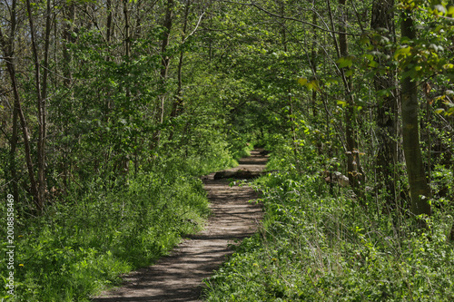 Idyllischer Waldweg durch den frühlingshaften Auwald mit frischem Bärlauchbewuchs und sonnigen Lichtspots, Reitweg Burgaue, Leipzig, Freistaat Sachsen, Deutschland