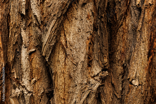 Detailed texture of tree bark with rough layered surface and natural patterns. The image highlights organic structure, natural materials, and the concept of resilience and strength in nature.