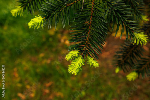 Tableau sur toile Spruce tree branches with multiple fresh green shoots growing in natural forest environment