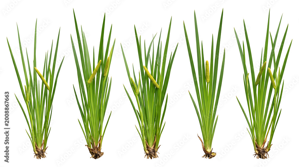 Obraz premium Four green plants with long thin leaves and brown roots on white background transparent background