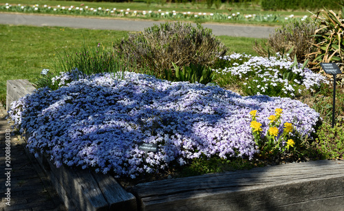 A dense cushion of purple Aubrieta forms a vivid spring highlight in a carefully maintained raised garden bed full of color. Focused on the center of the frame.
