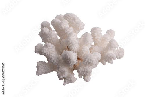 White branching coral skeleton isolated on white background. Pocillopora or Stylophora sp. Bleached white branching coral skeleton, likely of the genus