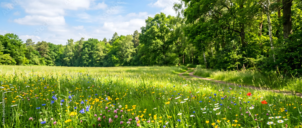 Obraz premium This panoramic landscape features a sunlit wildflower meadow adjacent to a woodland forest, with a dirt path winding through the lush green scenery under a partly cloudy blue sky.