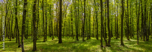 A panorama in a lush deciduous green forest with green grass on the ground, captured during spring or early summer