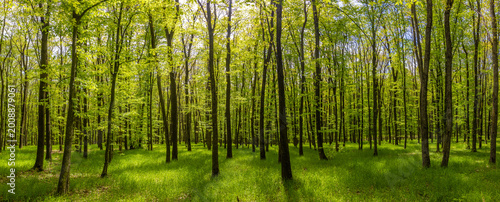 Tableau sur toile A panoramic photograph of a lush green deciduous forest