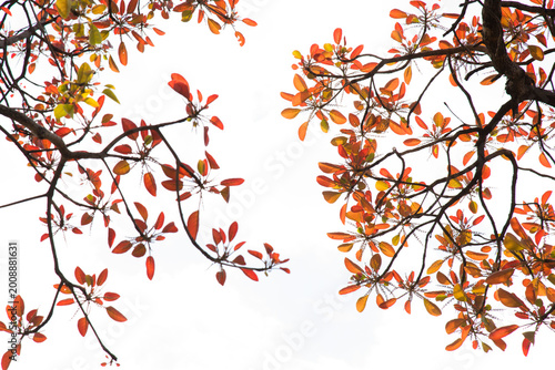Colored leaves, Autumn forest background