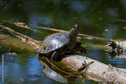 Obraz na płótnie An adult European pond turtle lies on a wooden log, basking on a spring sunny day, toward to the camera lens, against a calm water