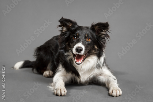 black and white and brown tricolor border collie dog lying on the floor in the studio on a grey seamless background