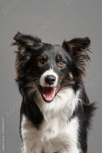 black and white and brown tricolor border collie dog close up head portrait in the studio on a grey seamless background