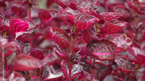 Close up of Iresine Herbstii red leaves with beautiful veins. Vibrant tropical plant in a garden setting, perfect for horticulture and design projects.