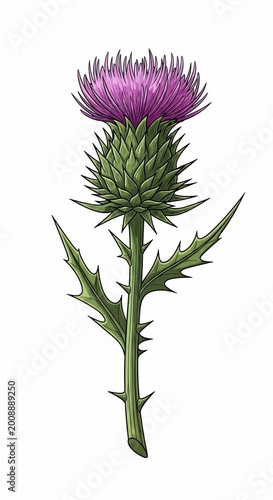 Vibrant Purple Thistle Bloom: Detailed Botanical Illustration, Rich Green Stem, Delicate Spines