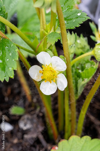 Strawbeey plants and flower.