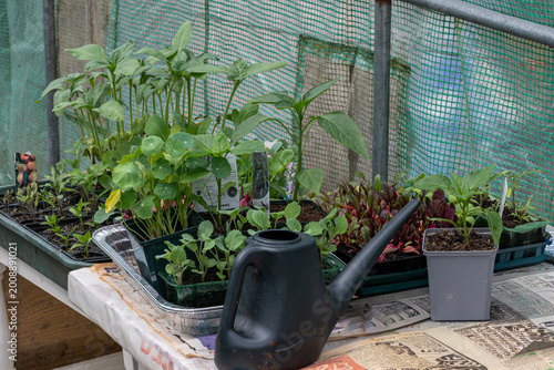 Growing in the polytunnel