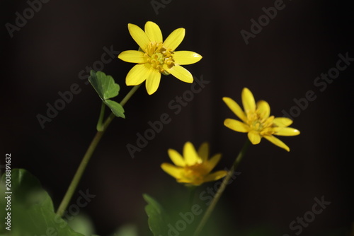 Yellow lesser celandine (Ficaria verna) flowers with shiny petals blooming against a dark background, dramatic low-key close-up of wild spring flora