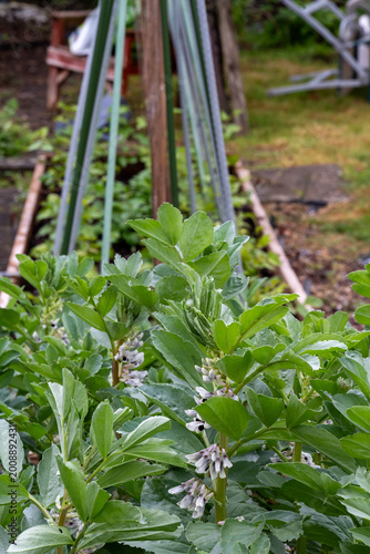 Braord bean plants. May.