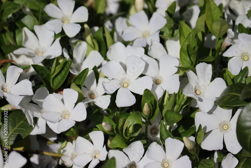 White lesser periwinkle (Vinca minor cv. Alba) flowers blooming as a lush groundcover, close-up of evergreen foliage under bright natural light