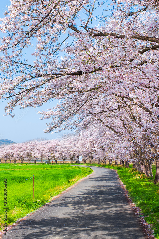 Obraz premium 都幾川桜堤 桜並木