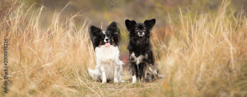 panoramic photo of two papillon type dogs sitting next to each other in tall yellow grass on a cloudy day