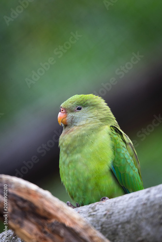 Принти на полотні superb parrot