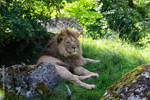 Billede på lærred Lion
