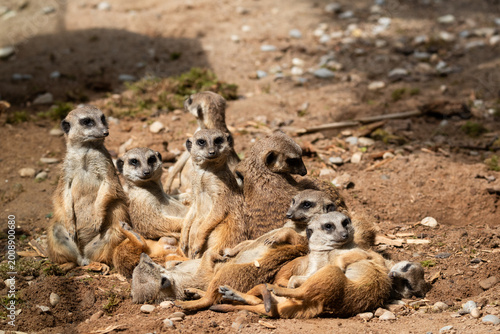 Fotografie Meerkat