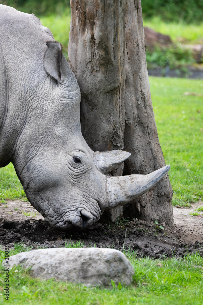 Naklejka premium White rhinoceros