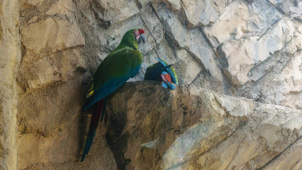 Exotic Birds Photos In Summer Season From Mumbai Zoo India