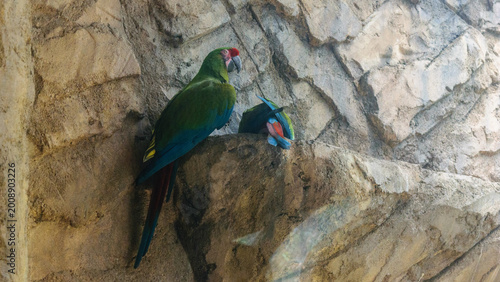 Exotic Birds Photos In Summer Season From Mumbai Zoo India