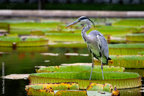 Obraz na plátně grey heron