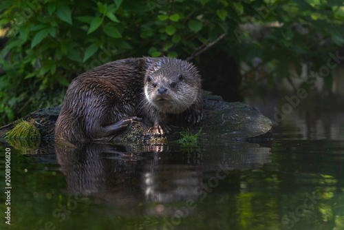 old world otter