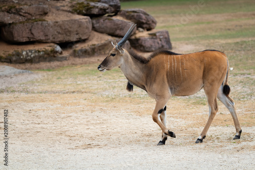 Konstfotografi Common eland