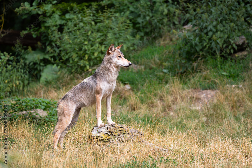 Obraz premium eastern timber wolf