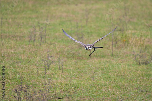 Falcon