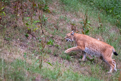 Lynx