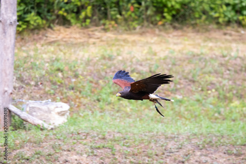 Buteo