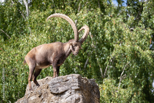 Ibex