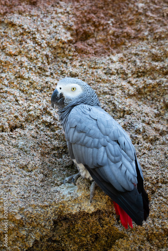Grey parrot