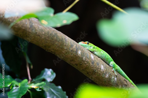 Madagascar day gecko