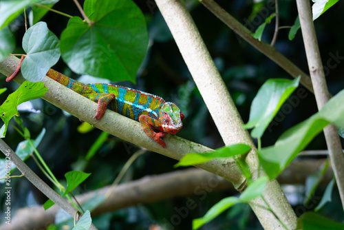 panther chameleon