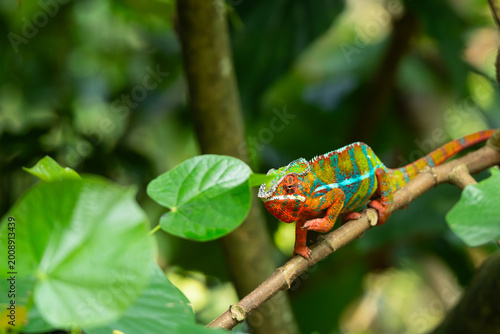 panther chameleon