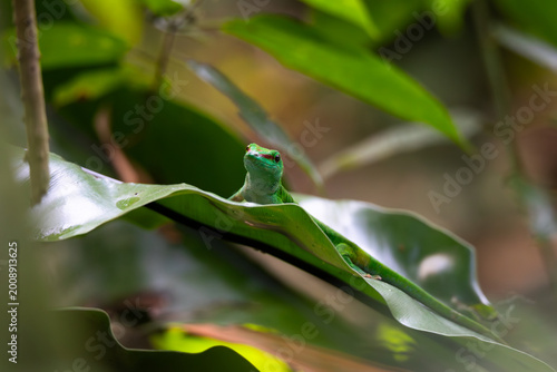 Madagascar day gecko